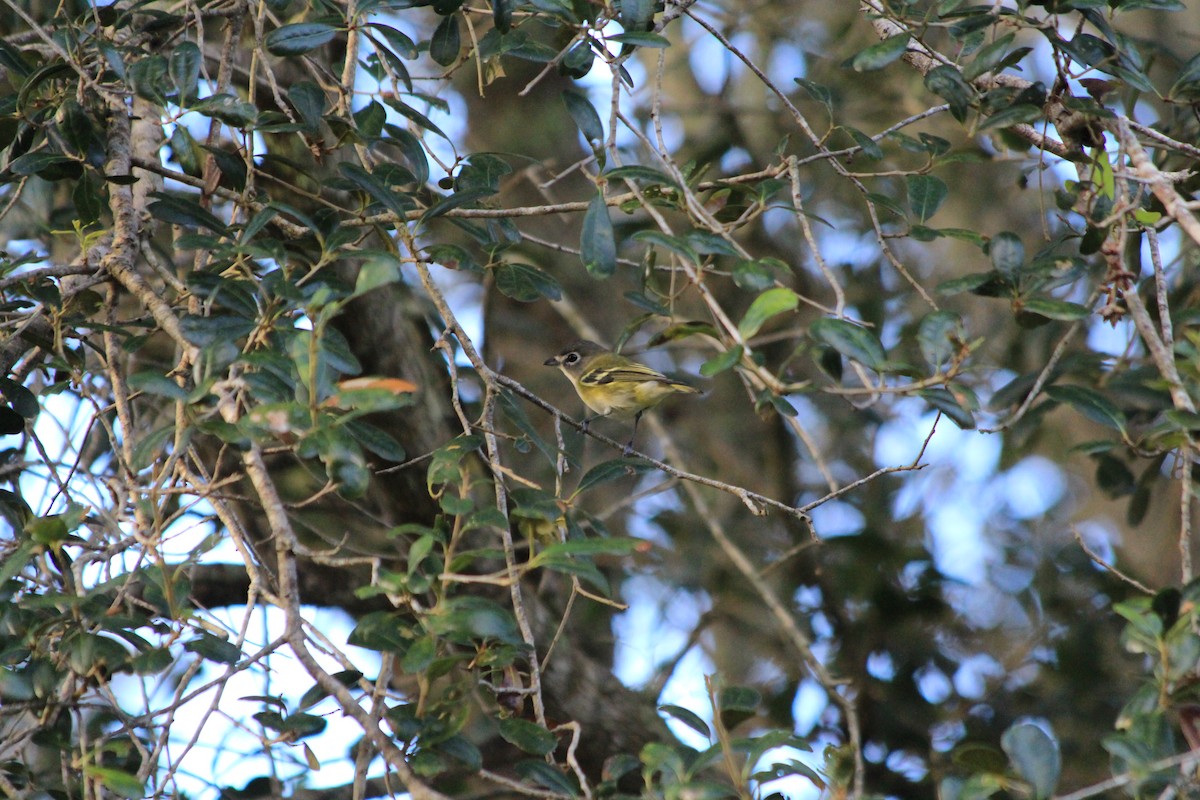Blue-headed Vireo - ML644107792