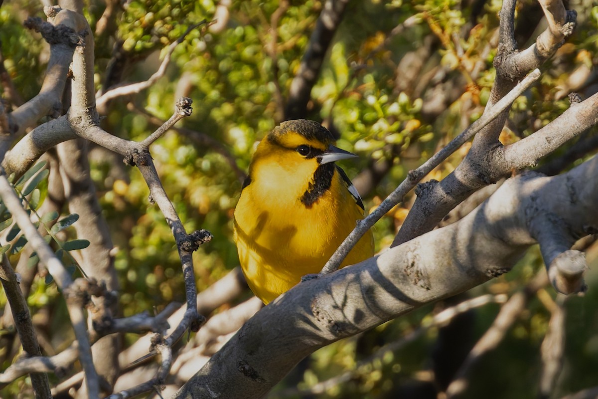 Bullock's Oriole - ML644107796