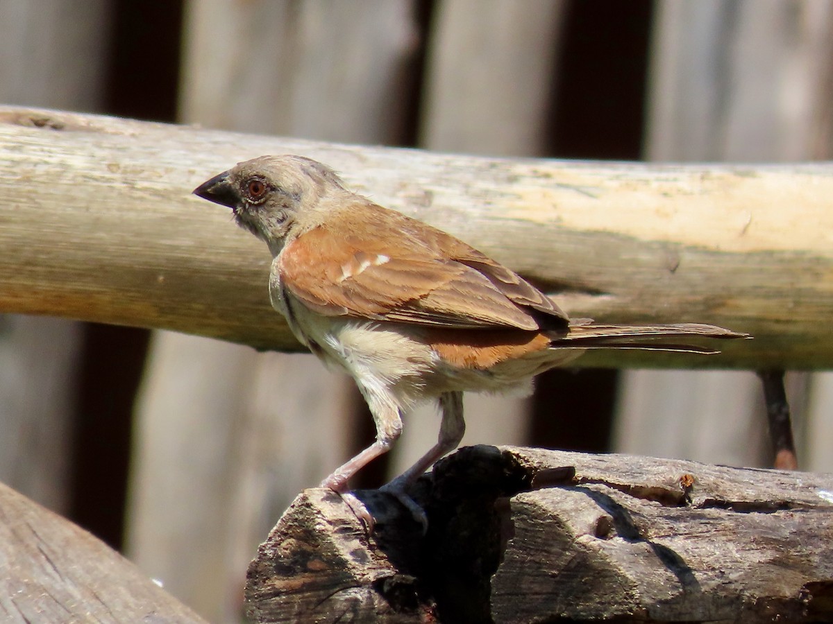 Northern Gray-headed Sparrow - ML644107809