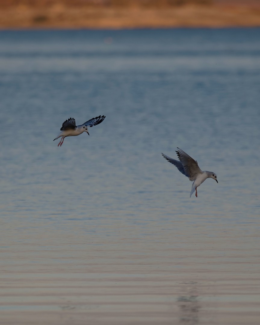 Bonaparte's Gull - ML644107830