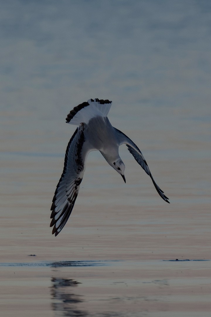 Bonaparte's Gull - ML644107831