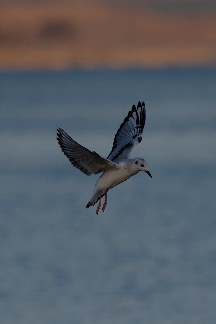 Bonaparte's Gull - ML644107832