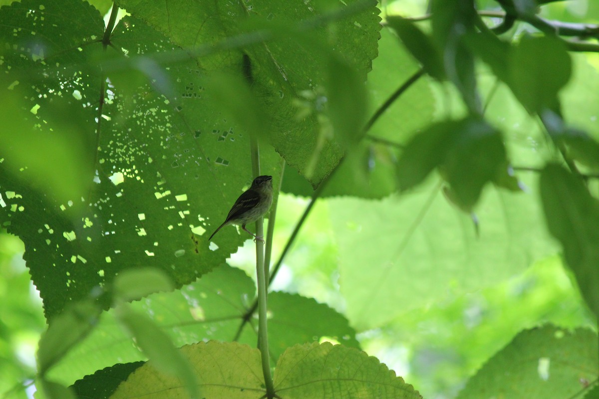 Mosquerito Piquicurvo Sureño - ML644107835