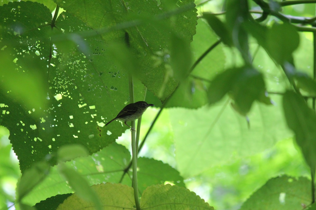 Mosquerito Piquicurvo Sureño - ML644107836