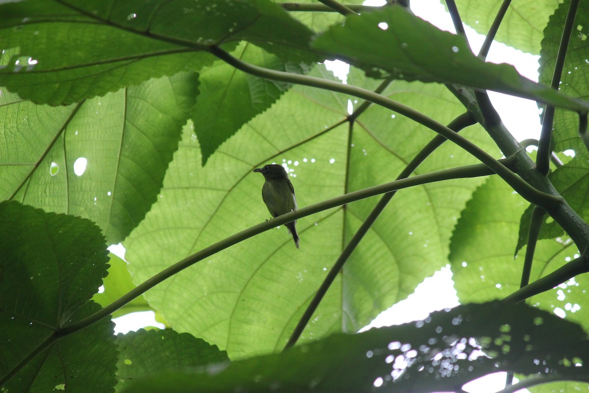 Mosquerito Piquicurvo Sureño - ML644107837