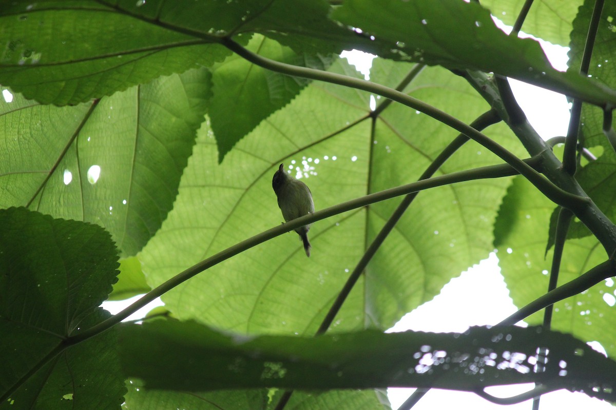 Mosquerito Piquicurvo Sureño - ML644107838