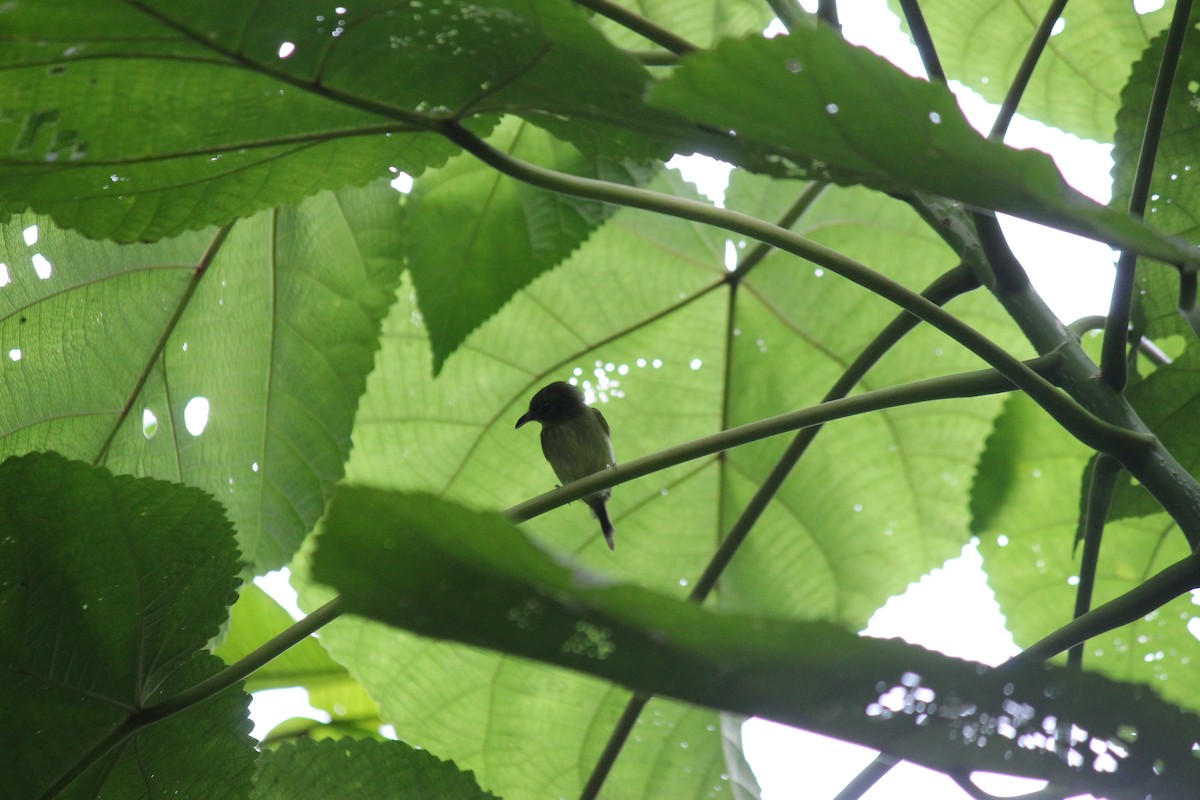 Mosquerito Piquicurvo Sureño - ML644107839