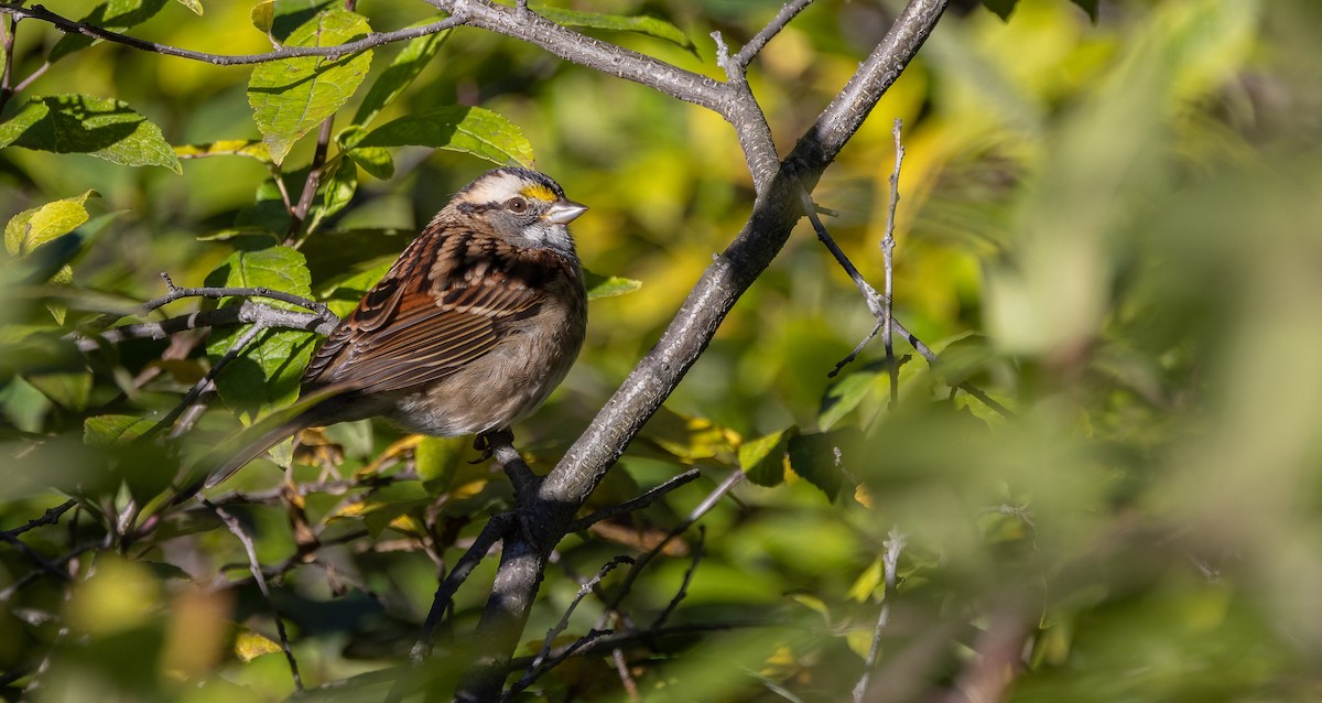 White-throated Sparrow - ML644107841