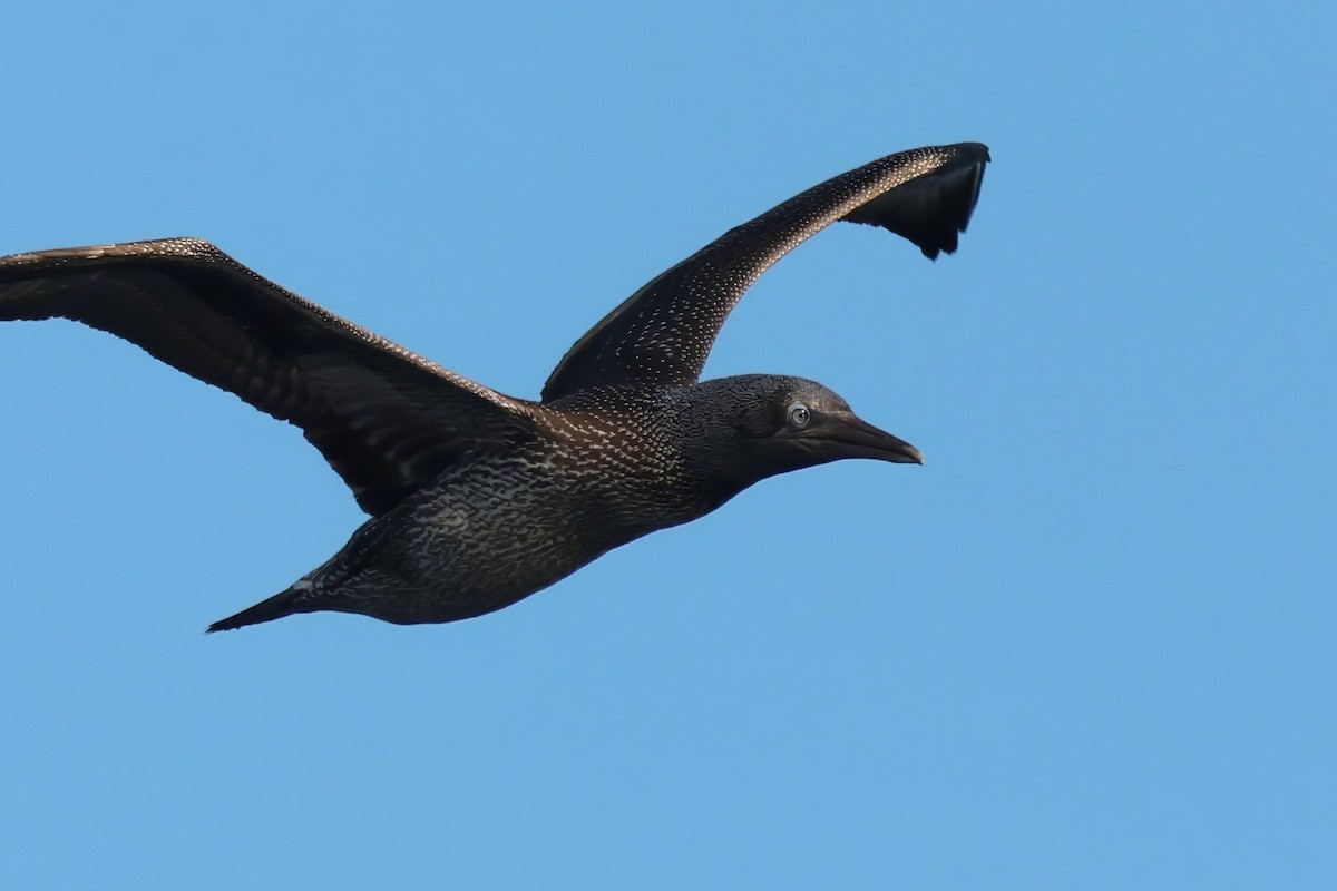 Northern Gannet - ML644107845