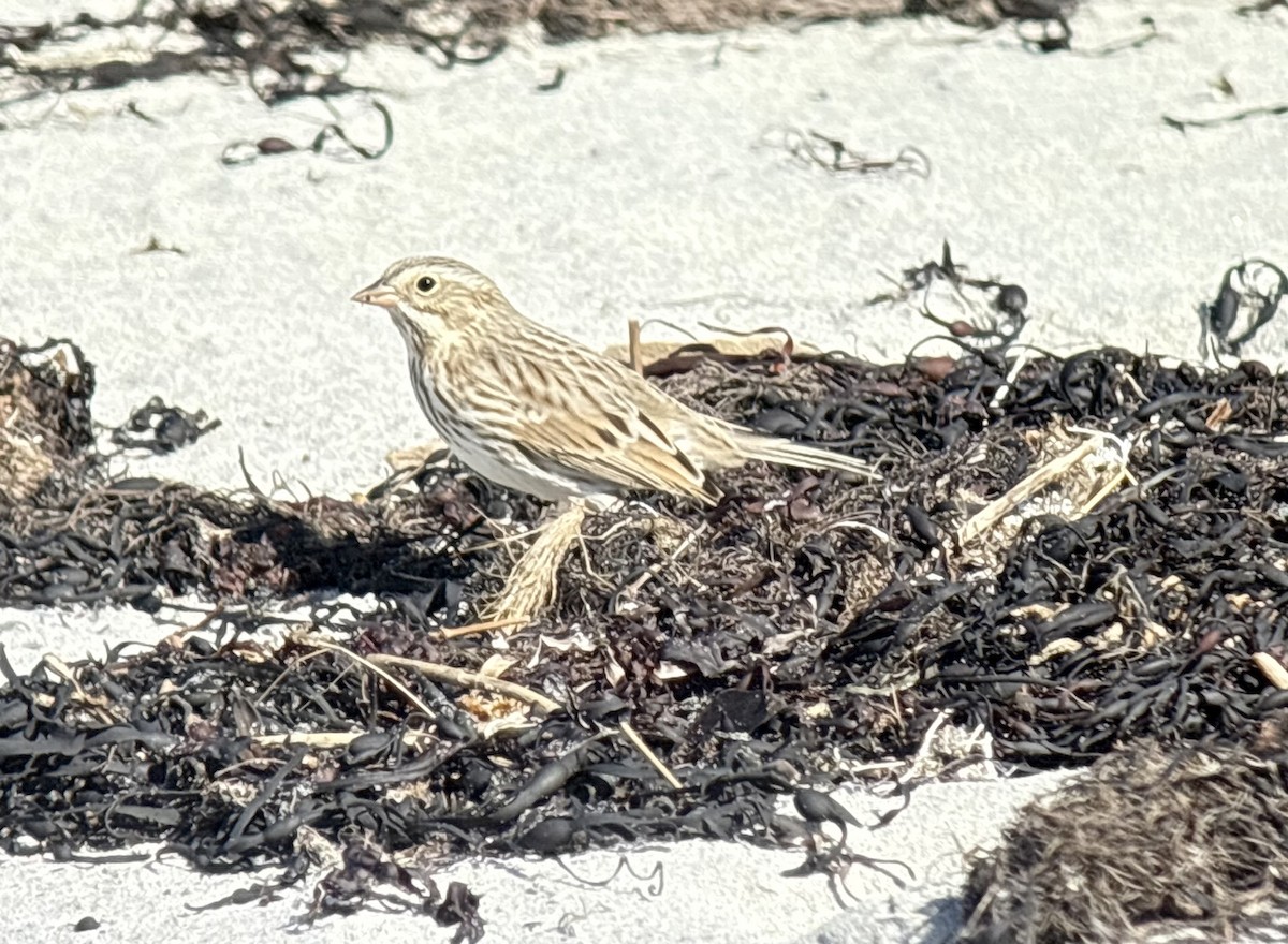 musespurv (princeps) - ML644107851