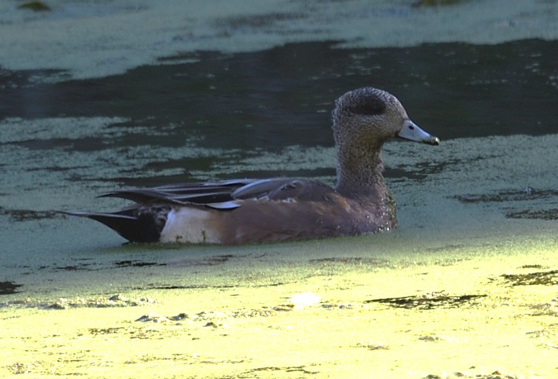 American Wigeon - ML644107860