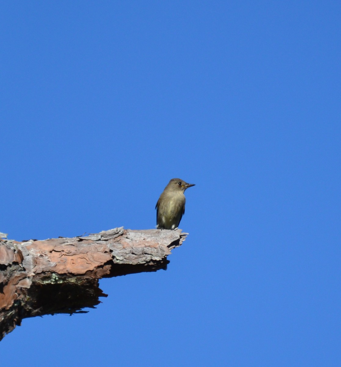 Western Wood-Pewee - ML644107869