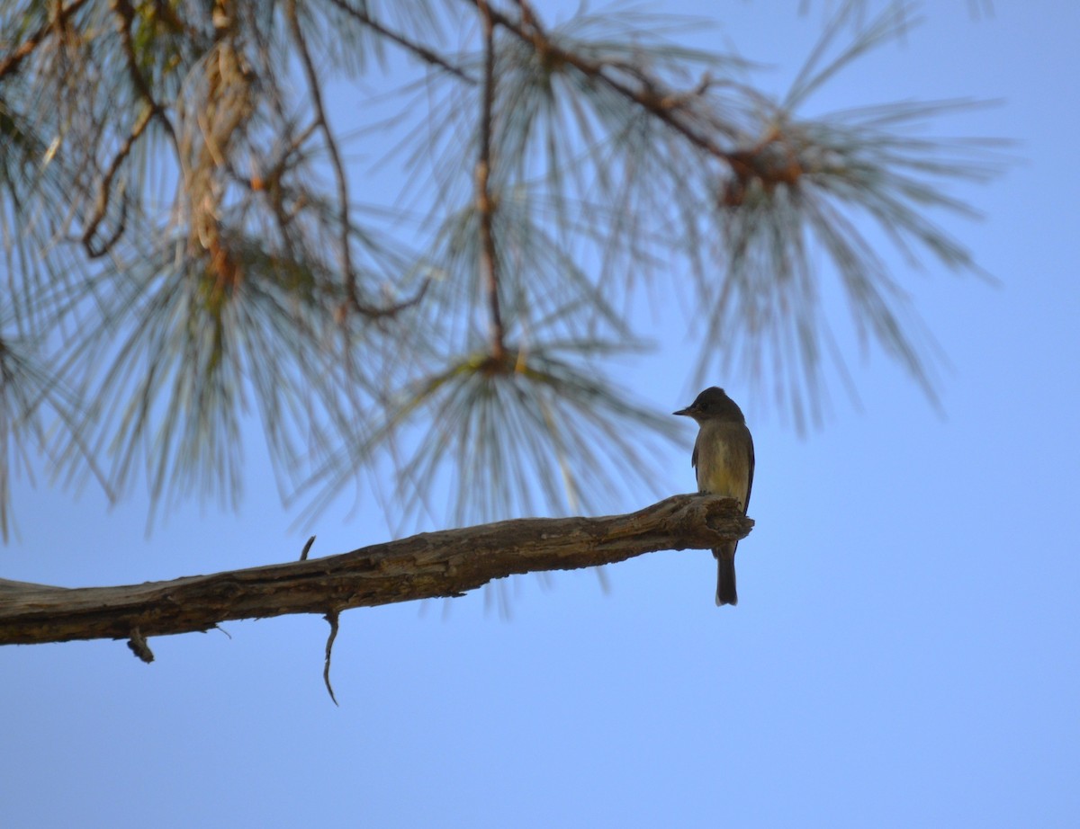 Western Wood-Pewee - ML644107870