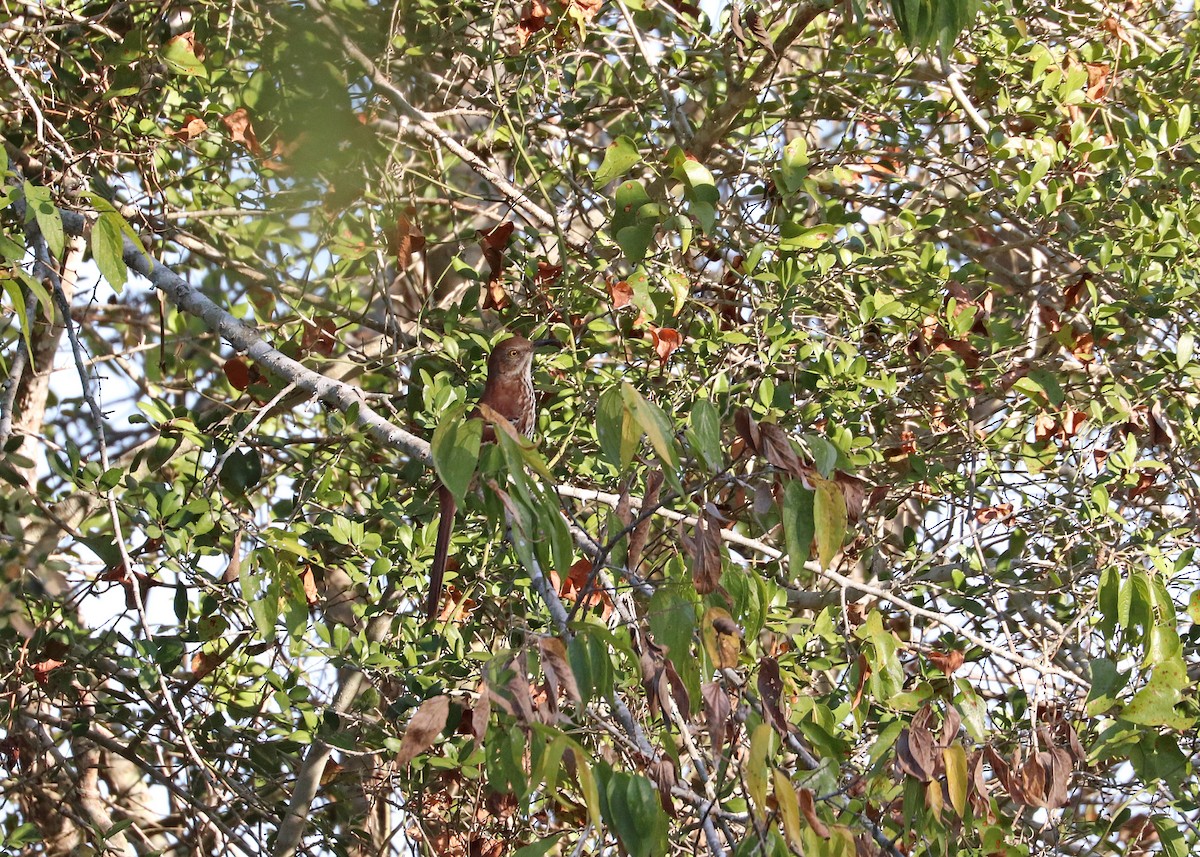 Brown Thrasher - ML644107876
