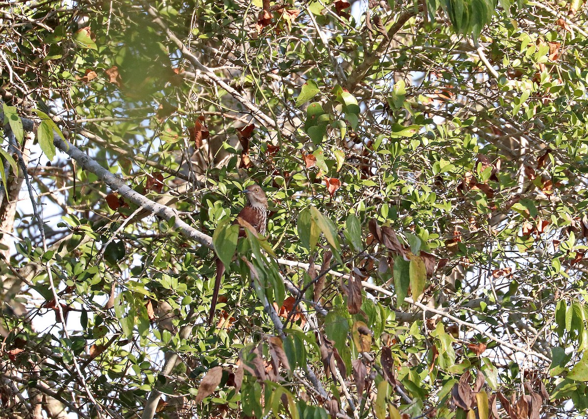 Brown Thrasher - ML644107877