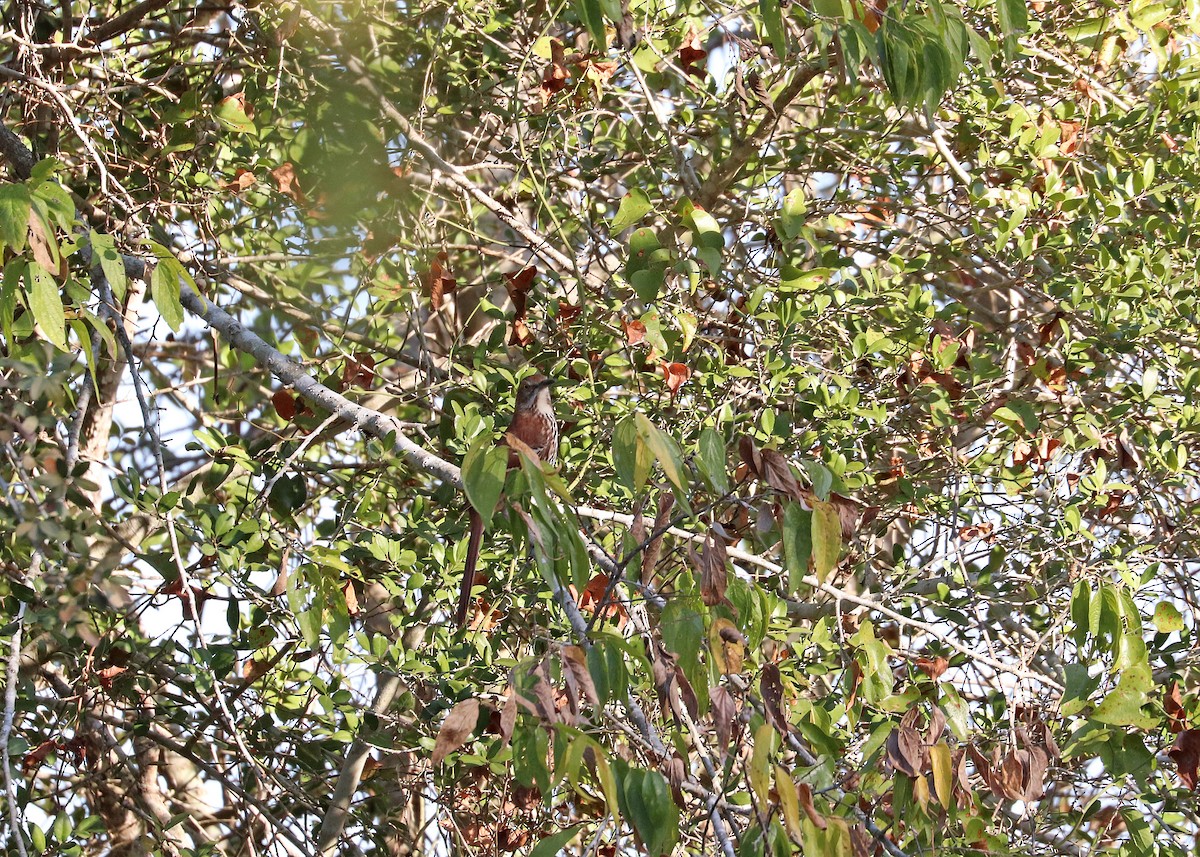 Brown Thrasher - ML644107878