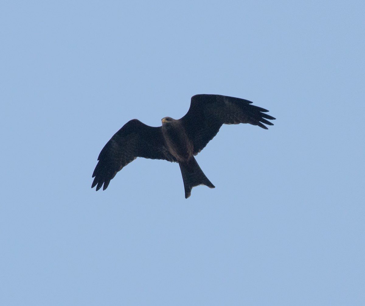 Black Kite (Yellow-billed) - ML644107880