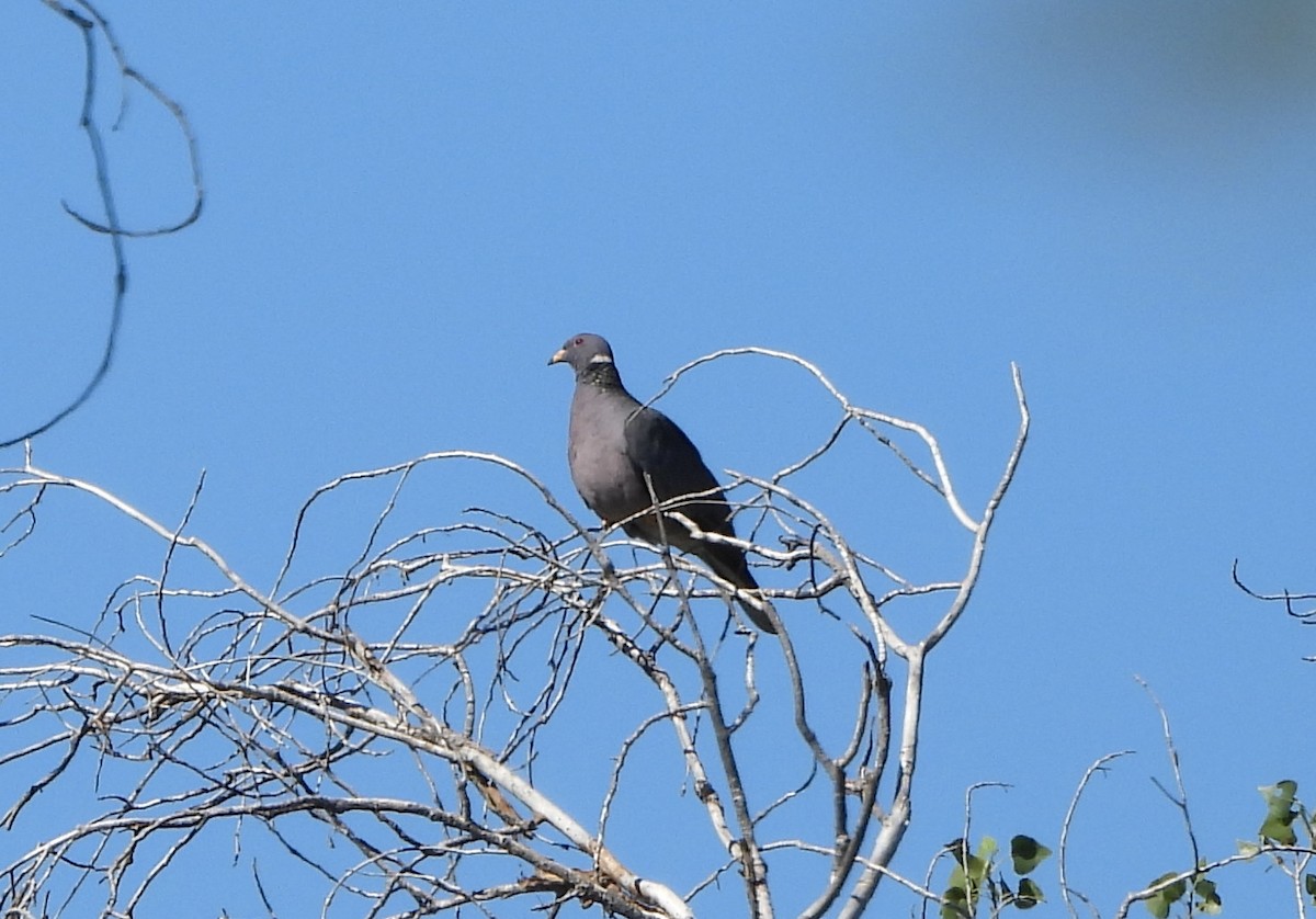 Band-tailed Pigeon - ML644107909