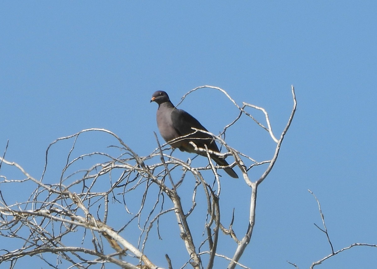 Band-tailed Pigeon - ML644107910