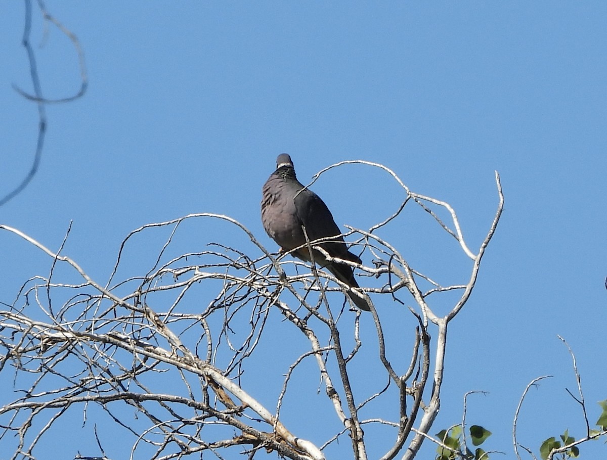 Band-tailed Pigeon - ML644107911