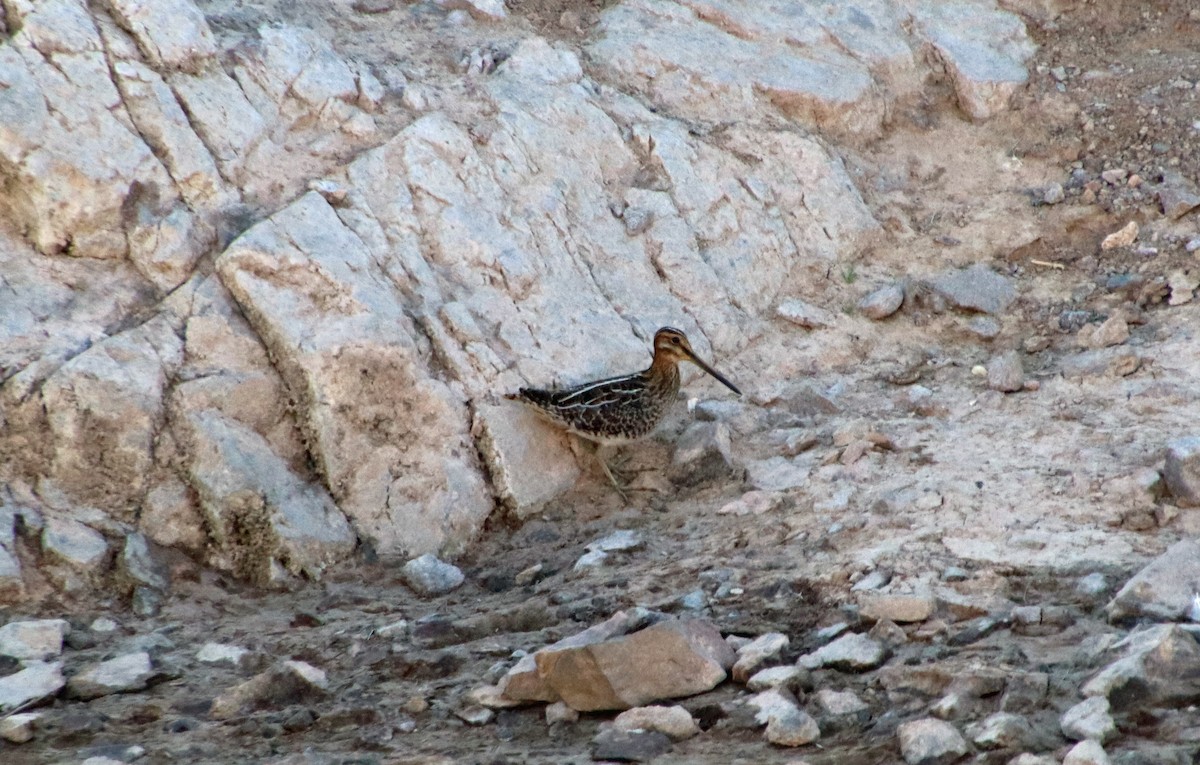 Wilson's Snipe - ML644107922