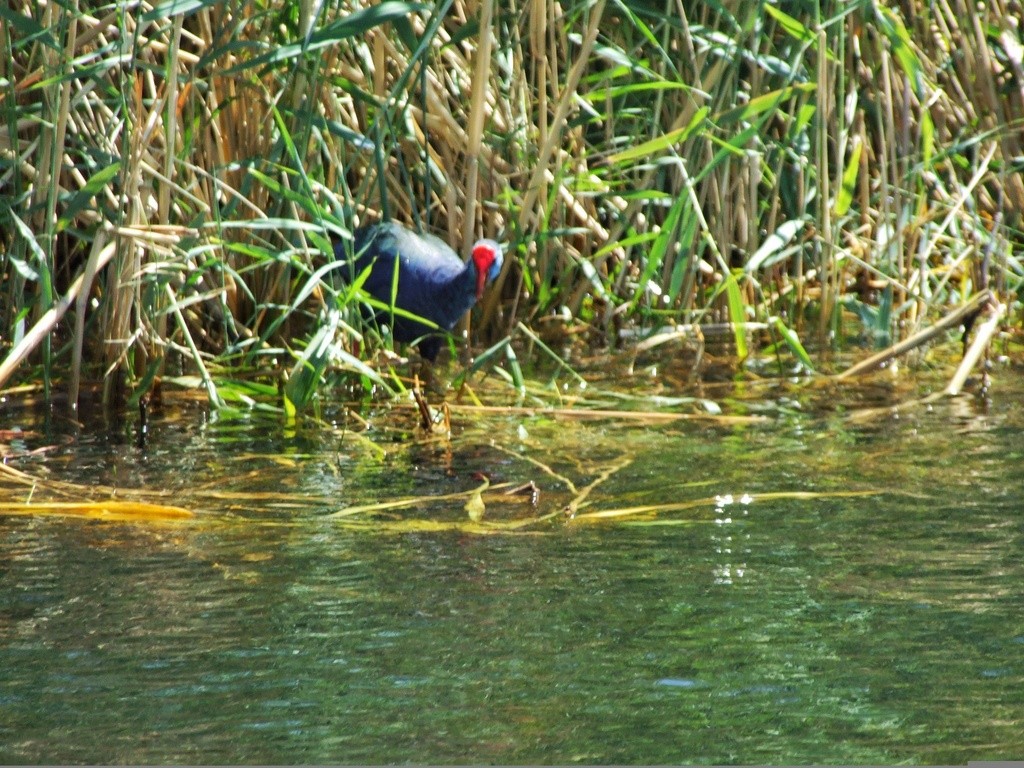 grønnryggsultanhøne - ML644107938