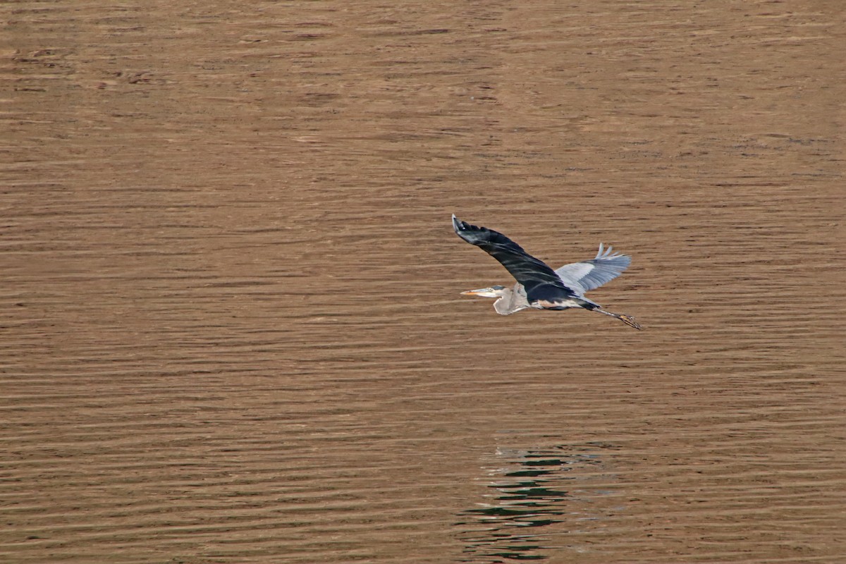 Great Blue Heron - ML644107960