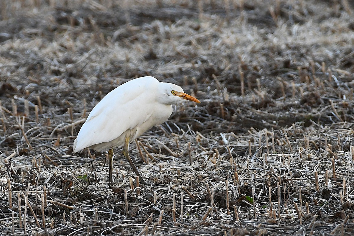 Western Cattle-Egret - ML644107991