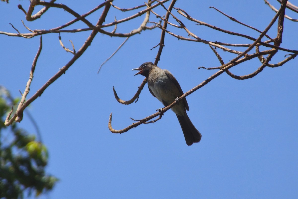 Common Bulbul - ML644107997