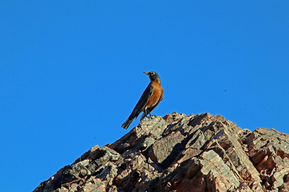 American Robin - ML644108000
