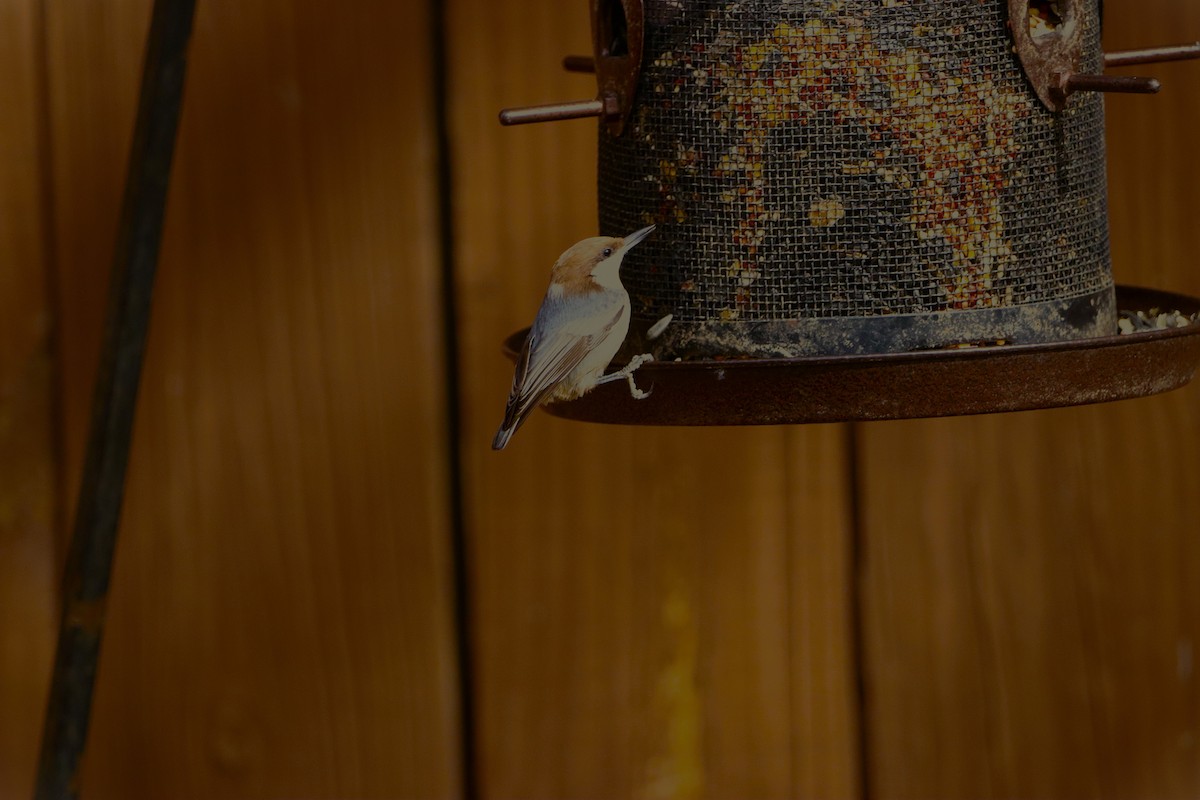 Brown-headed Nuthatch - ML644108003