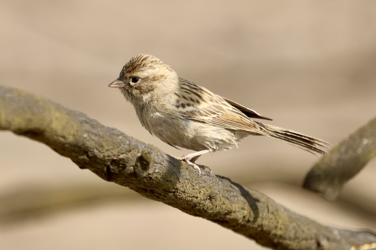 Brewer's Sparrow - ML644108007