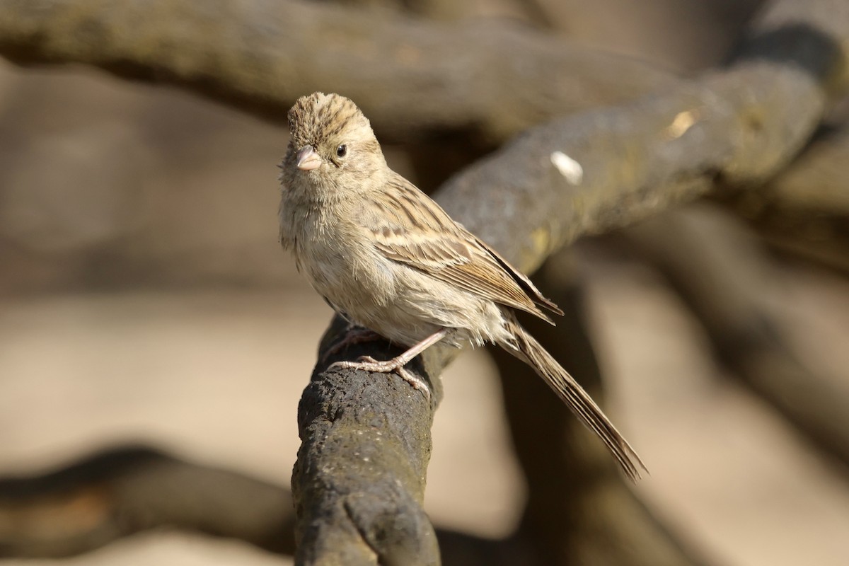 Brewer's Sparrow - ML644108008