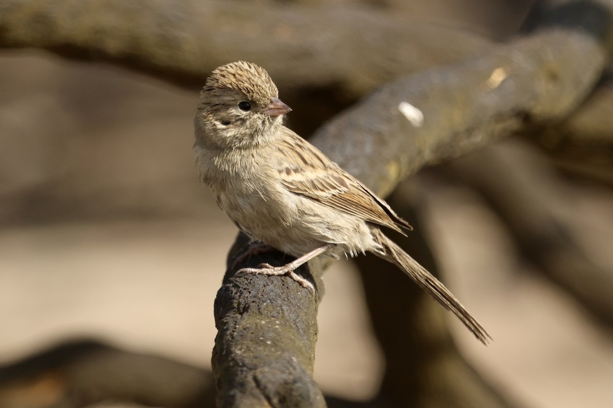 Brewer's Sparrow - ML644108009