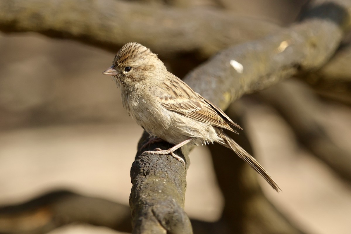 Brewer's Sparrow - ML644108010