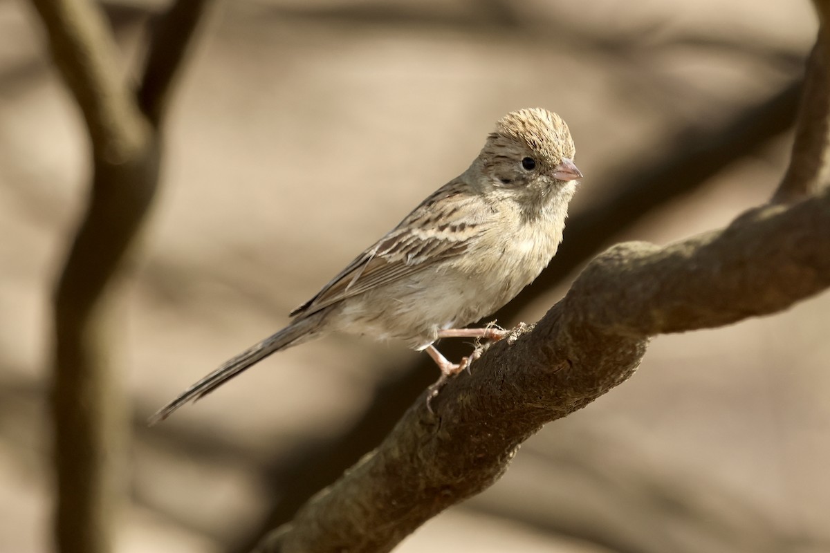 Brewer's Sparrow - ML644108011