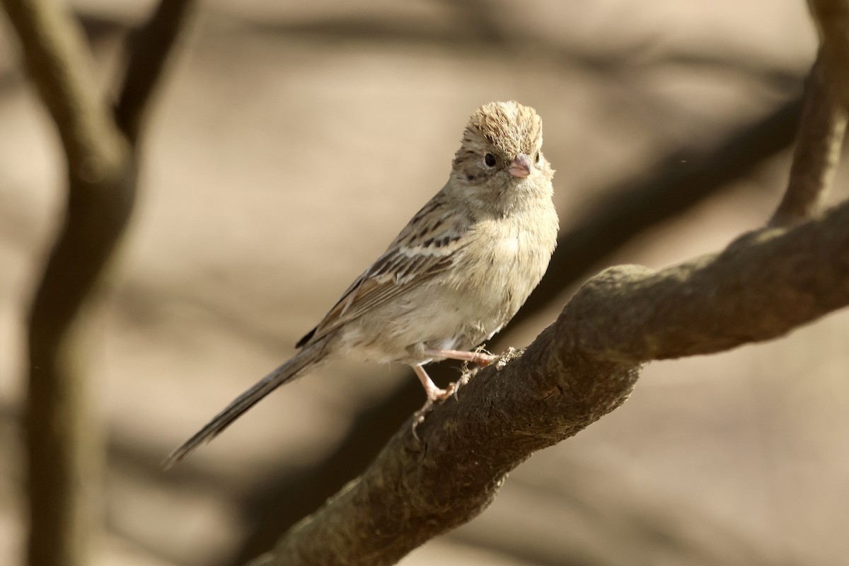 Brewer's Sparrow - ML644108012