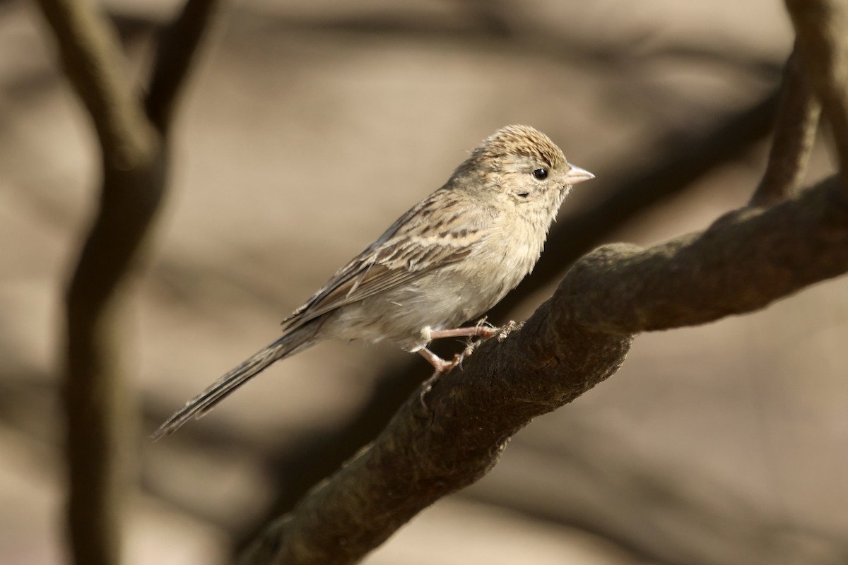 Brewer's Sparrow - ML644108013