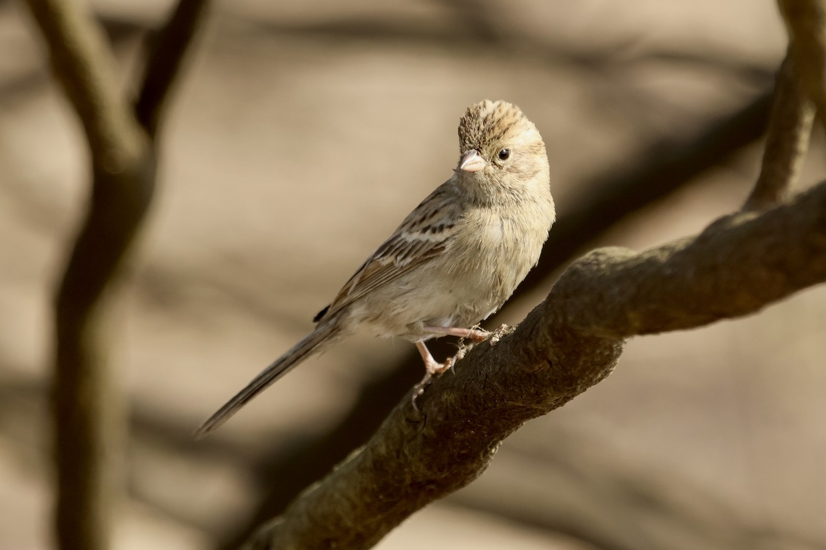 Brewer's Sparrow - ML644108014
