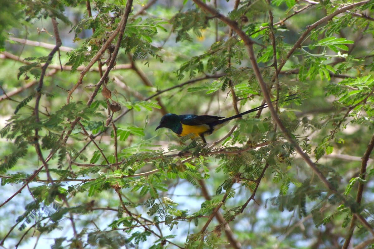 Nile Valley Sunbird - ML644108016