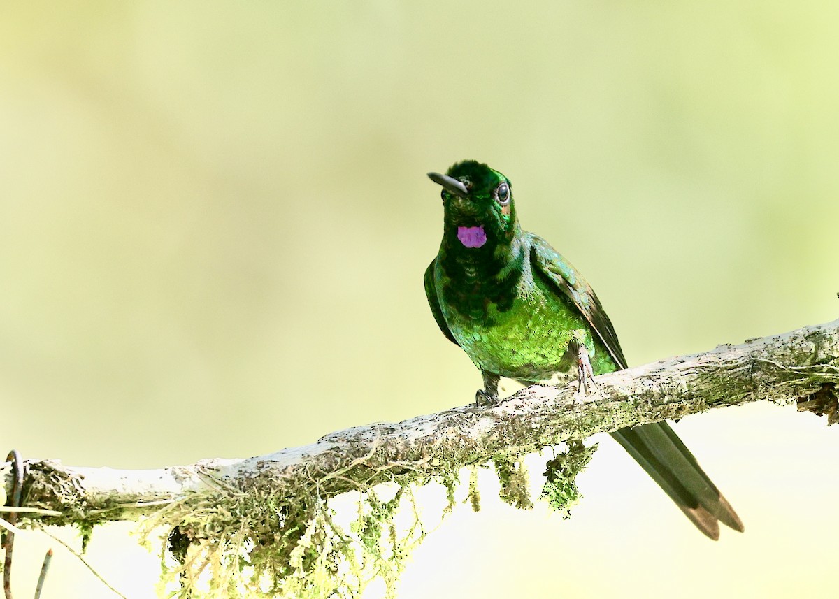 İmparator Pırıltı - ML644108018