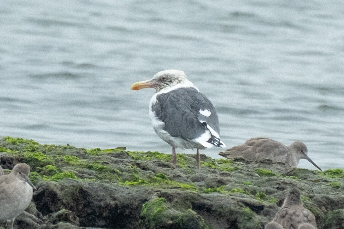 Western Gull - ML644108046