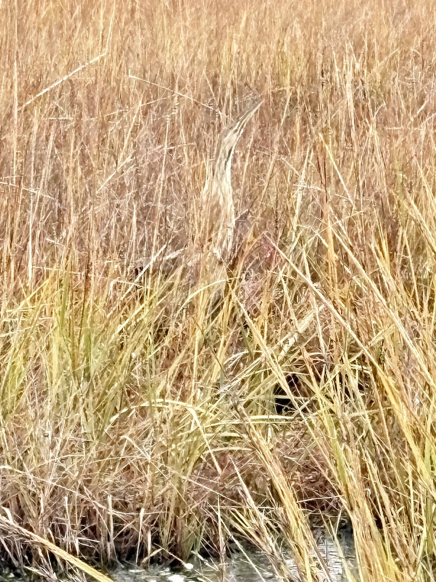 American Bittern - ML644108057