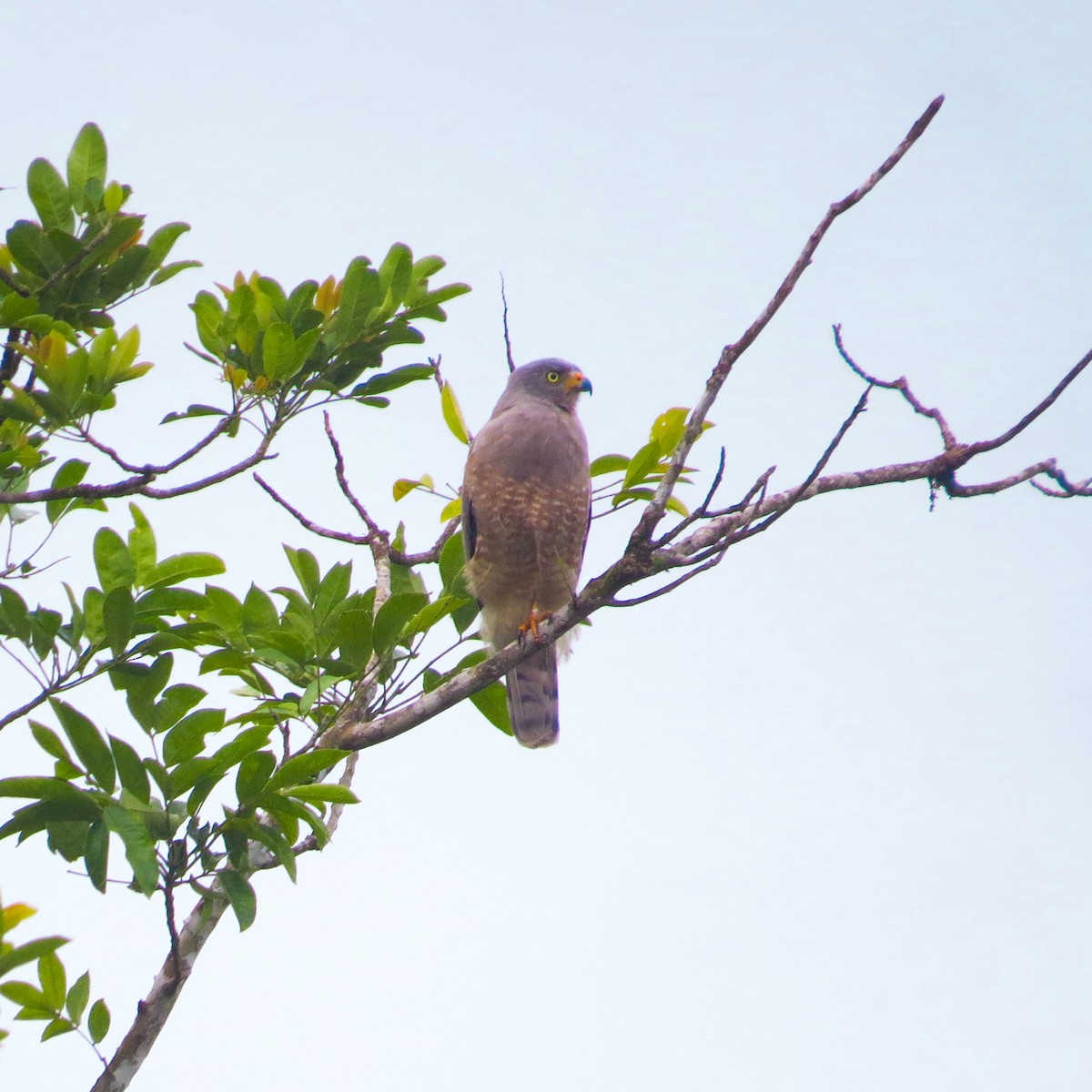 Roadside Hawk - ML644108058