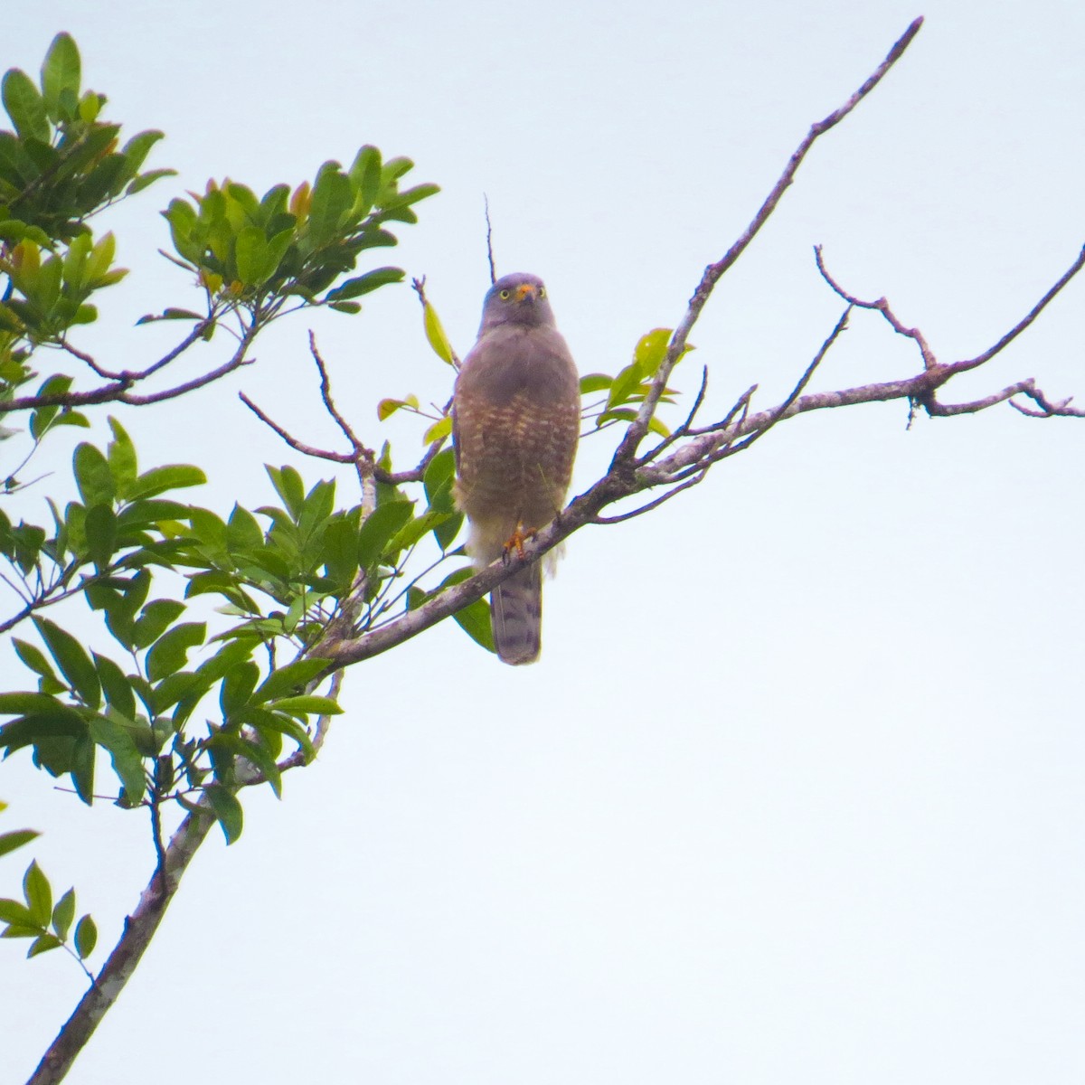 Roadside Hawk - ML644108059