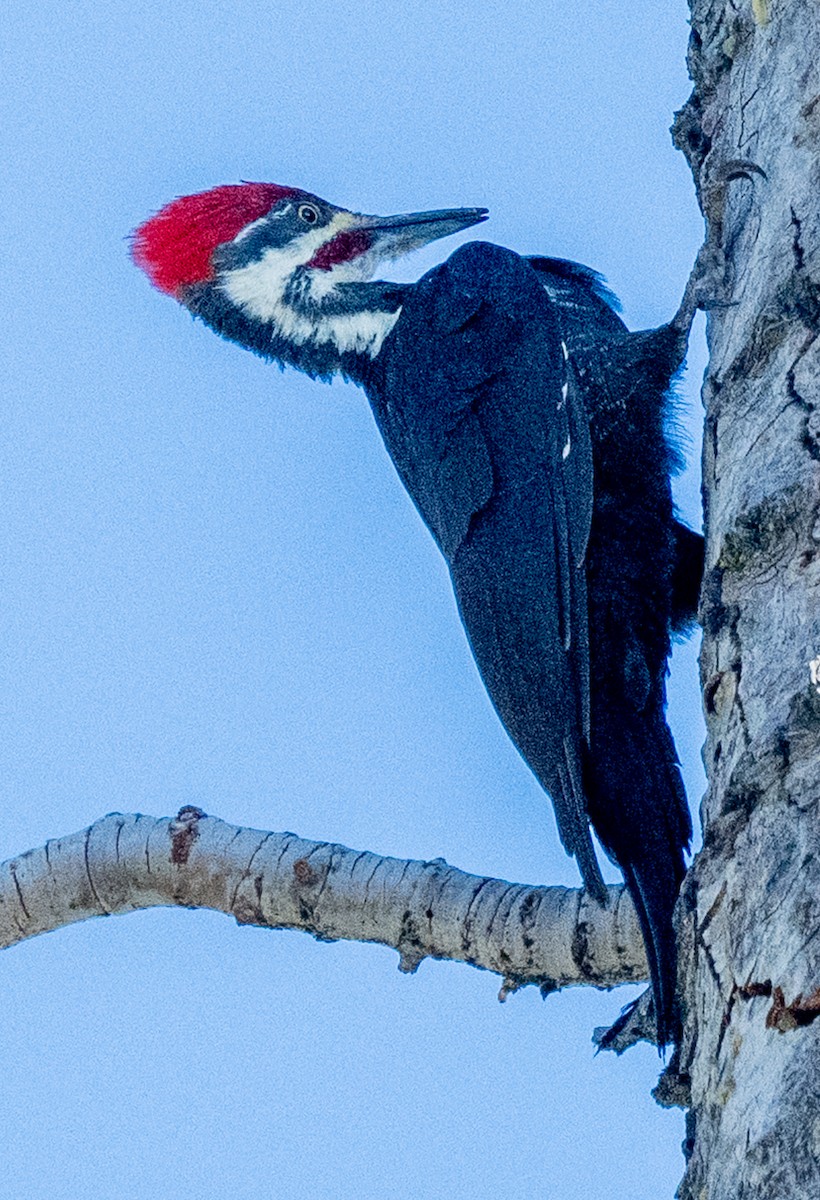 Pileated Woodpecker - ML644108071