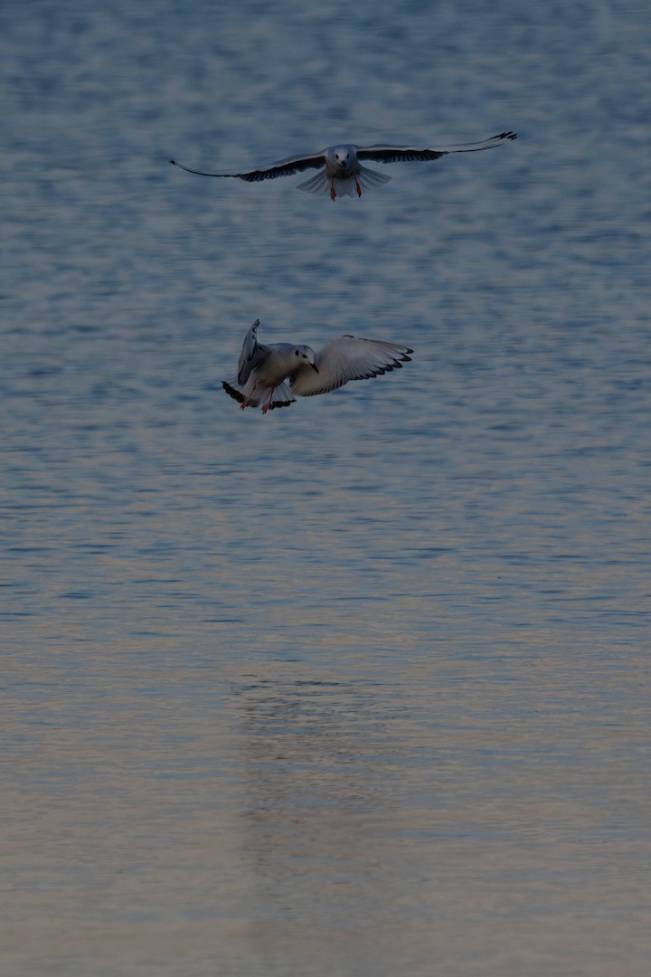 Bonaparte's Gull - ML644108079