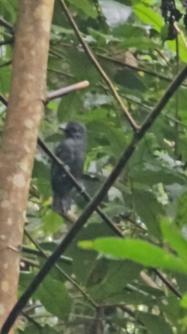 White-shouldered Antshrike - ML644108086