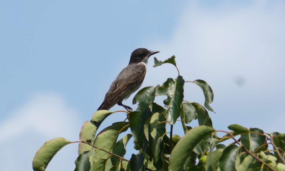 Eastern Kingbird - ML644108087