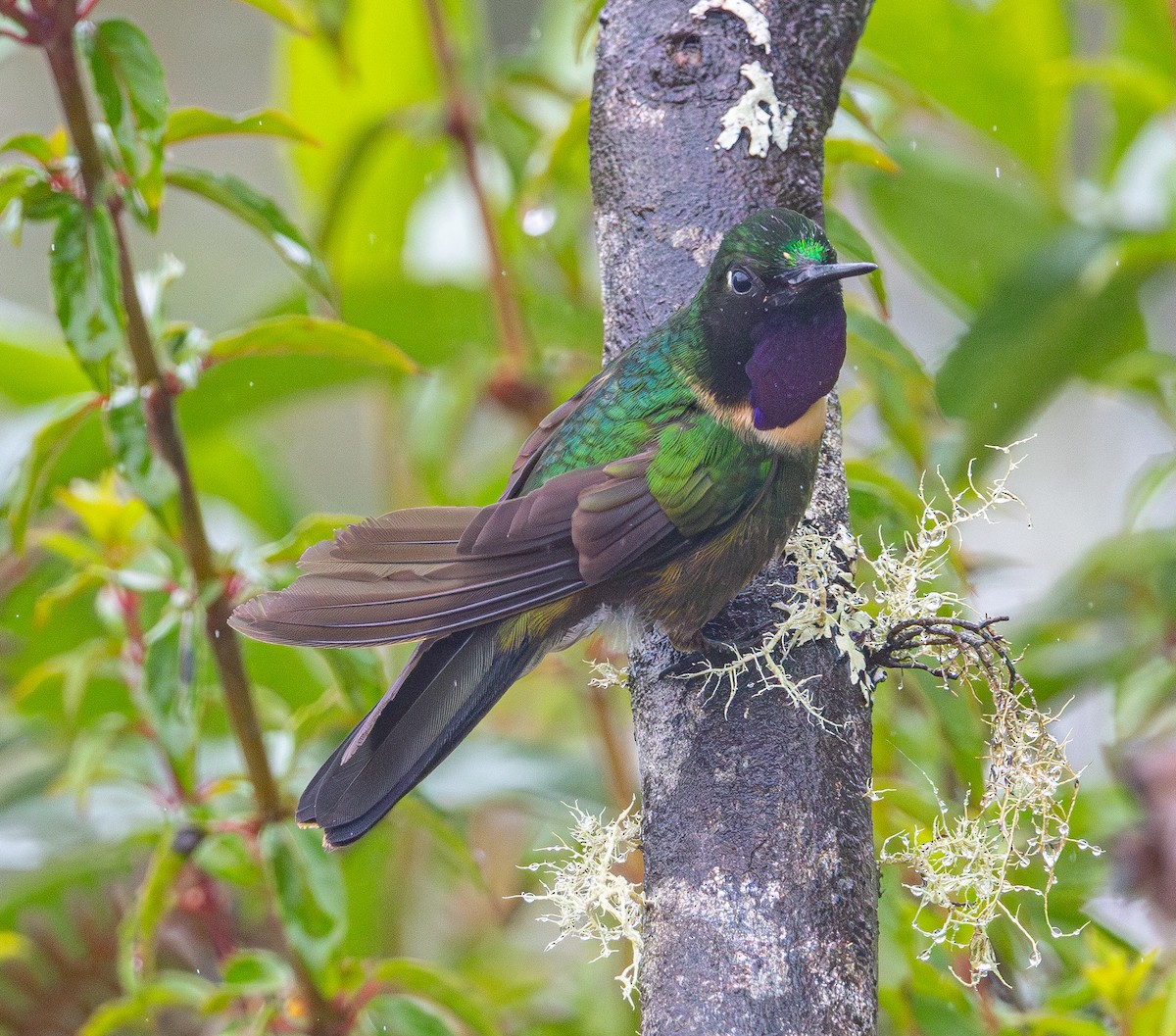 Amethyst-throated Sunangel - ML644108106